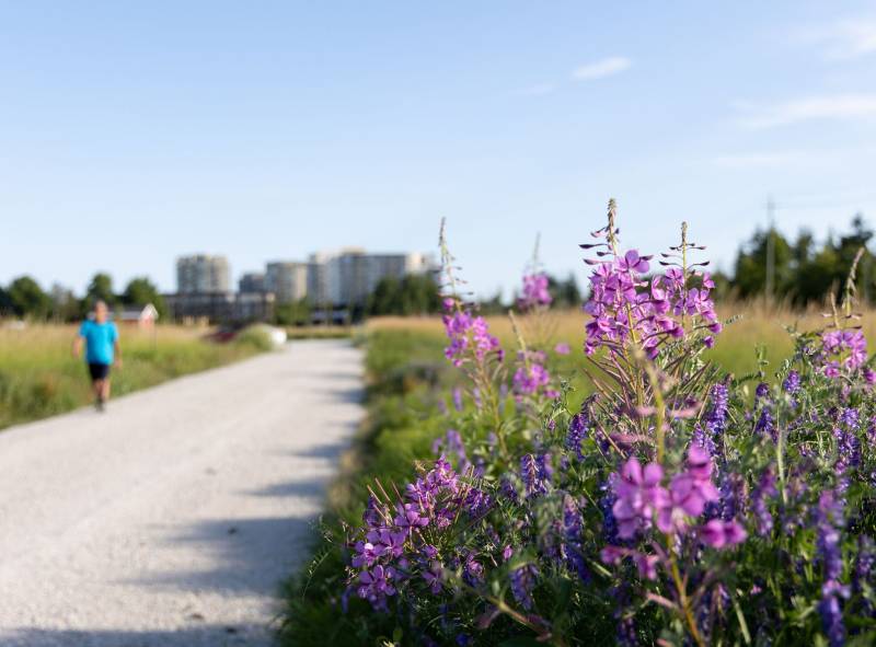 Photo of person walking gravel path next to fireweed flowers.