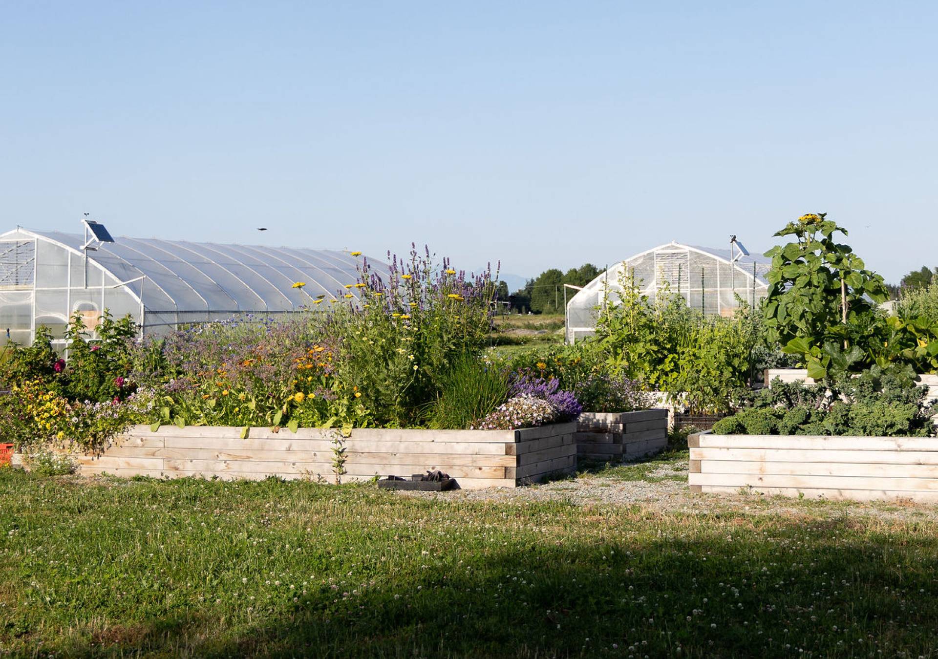 GCL-Community-Garden-Colour