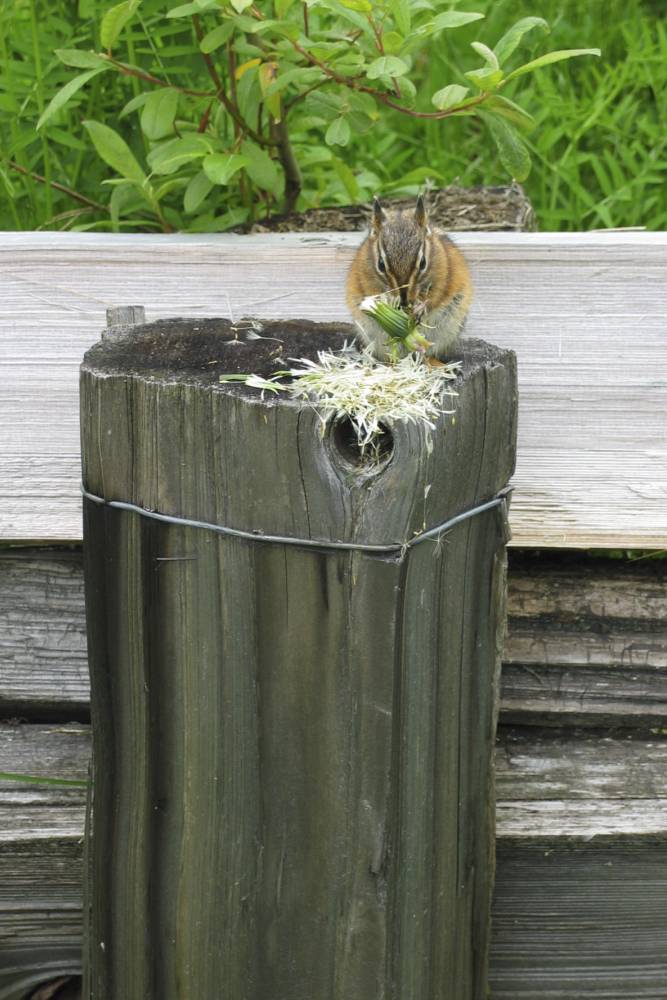 Chipmunk