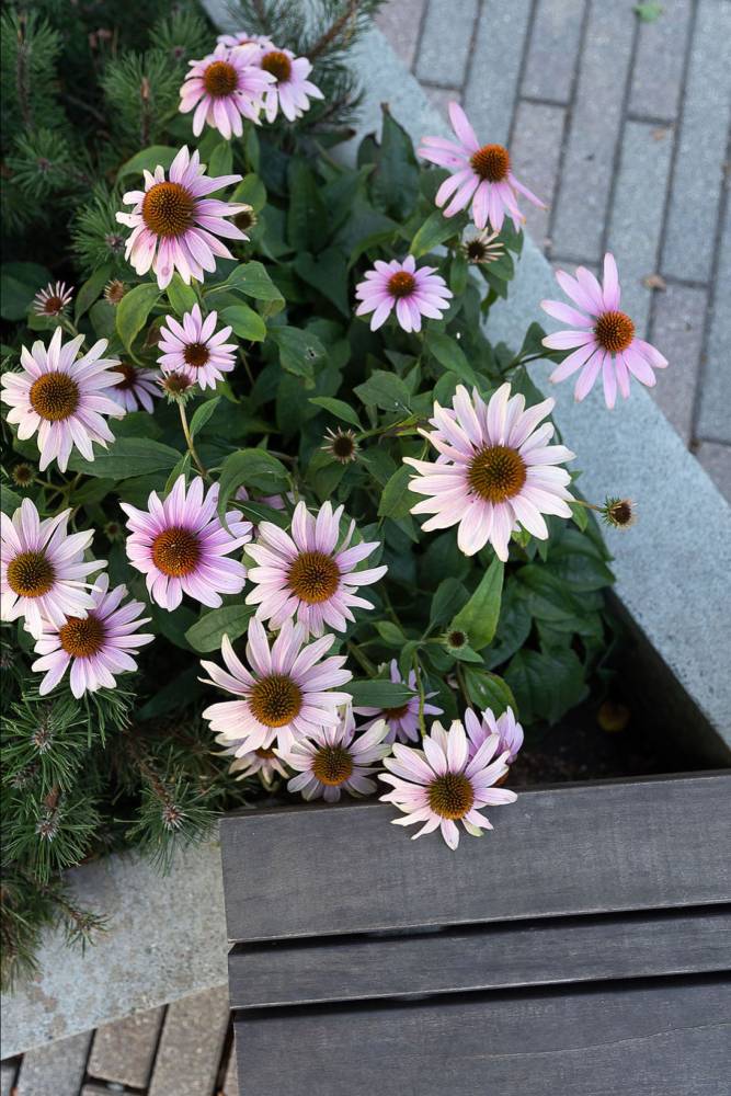 photo of Echinacea with paving and seating details.