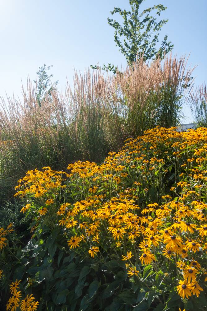 Closeup of the native plant, Rudbeckia.