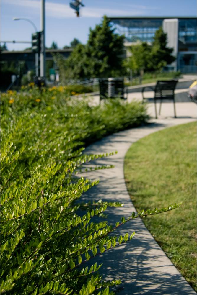 Closeup of planting around greenway near Sperling in Burnaby.