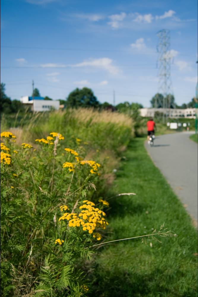 A person bikes along the greenway