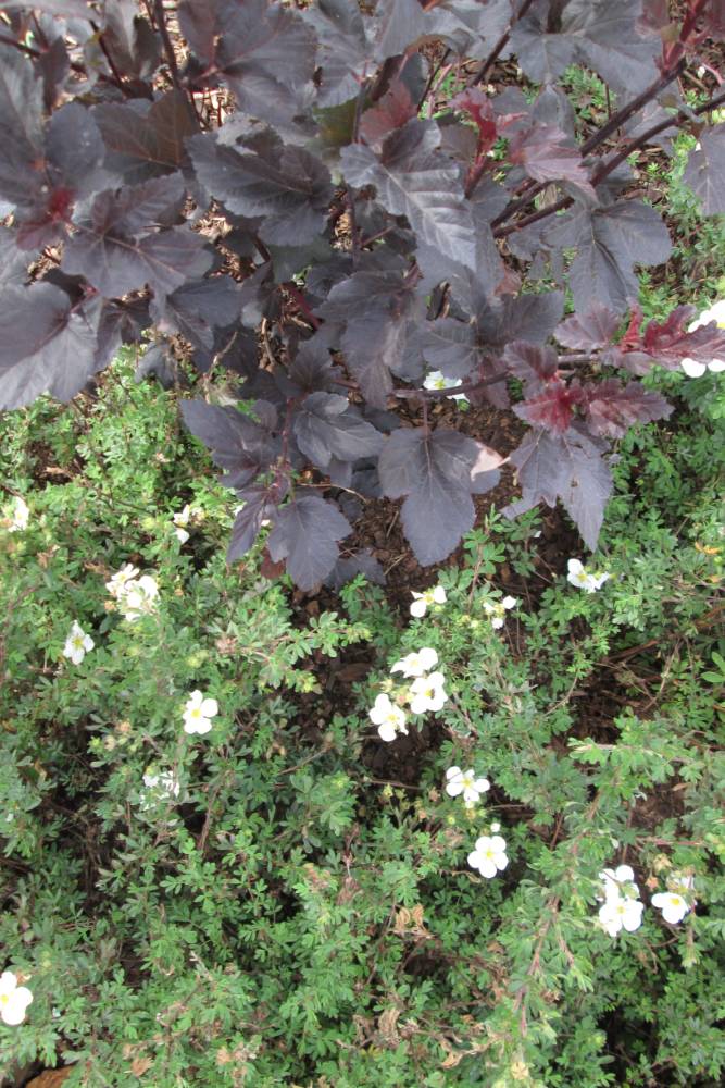 Closeup of planting.