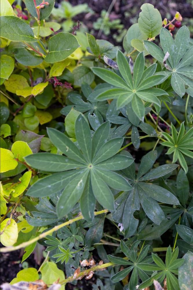 photo of lupine.
