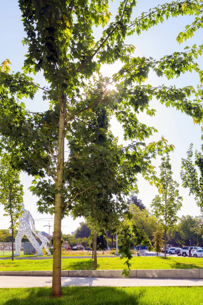 Photo of lush trees outside the Aquatic Centre.