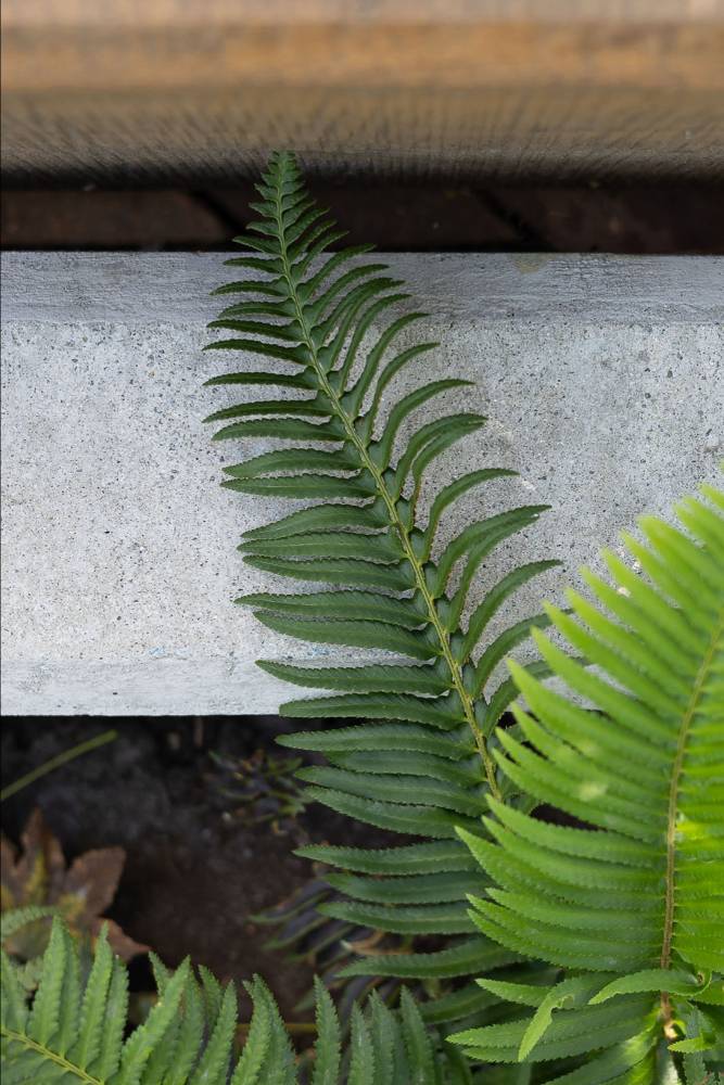 Photo of Fern near seating