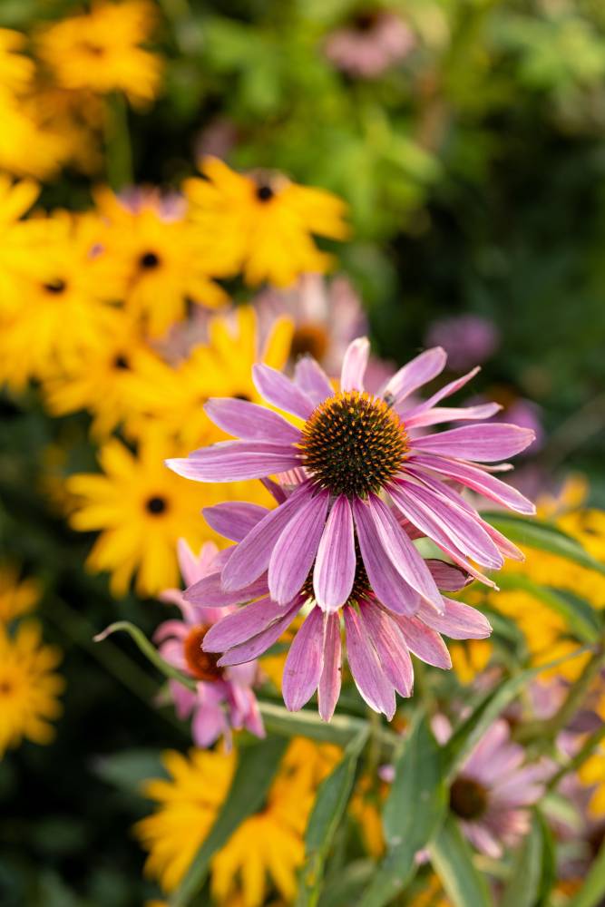 Photo of echinacea 
