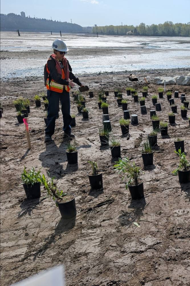 Woman in hard hat directing planting on shoreline